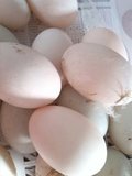 富康正宗新鲜海鸭蛋，北海合浦海鸭蛋，无添加，纯天然食品