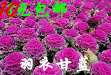 10元包邮 盆栽四季播种 花卉蔬菜种子 叶牡丹花包菜羽衣紫甘蓝