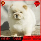 宠物狗狗 赛级纯种面包嘴松狮犬幼犬出售 保纯种保健康 北京送货