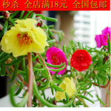太阳花种子花籽 最好养易种6色可选 阳台盆栽花卉景观重瓣混色