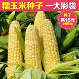 恋恋轩 鲜食糯玉米种子 春夏秋播  庭院种植水果玉米好吃蔬菜种子