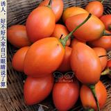 云南特产树番茄洋酸茄有机绿色野生食品新鲜蔬菜农产品4斤包邮