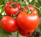 西红柿种子 番茄籽 水果蔬菜西红柿种子 家庭阳台盆栽种菜 易种