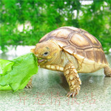 乌龟 宠物龟 素食龟 吃菜龟 观赏龟 苏卡达陆龟活体包邮
