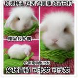 【垂耳兔】纯种宠物兔子活体兔宝宝 甜馨同款 道奇兔猫猫兔