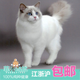 菲宠勿扰出售宠物活体双色奶油色海豹色蓝眼布偶猫幼猫幼崽3