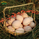 维康庄园有机土鸡蛋 新鲜草鸡蛋 农家散养笨鸡蛋 柴鸡蛋20枚