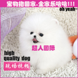 北京犬舍出售活体白色博美哈多利亚球形博美犬低价幼犬BJ-01
