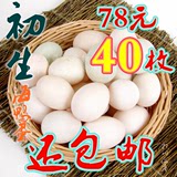 相川海产 初生蛋 头窝蛋 开窝蛋 红心 海鸭蛋 鸭蛋40枚(新鲜)包邮