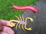 仿真昆虫动物模型玩具 沙漠蝎子 蜈蚣 精致小巧可爱 无异味