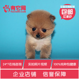 有它网出售宠物狗狗茶杯日本俊介白色球体哈多利博美犬幼犬活体05