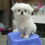 出售纯种北京京巴幼犬赛级宫廷犬超可爱长不大雪白的宠物狗狗32