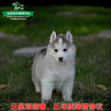 烟灰色的纯种狗狗，西伯利亚雪橇犬宠物狗，哈士奇幼犬狗狗出售