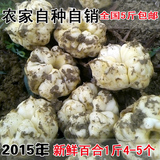 2015龙山新鲜百合农家自产特级食用功效卷丹鲜百合一斤4-5个味苦