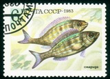 苏联邮票 1983年苏联食用鱼系列 鲈形目鱼 盖销票