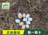 5月新货农家土鸡蛋散装宝宝满月红鸡蛋喜蛋批发500两斤包邮