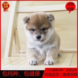 日本柴犬宠物狗赛级柴犬幼犬出售小秋田犬幼犬日系柴犬纯种包邮