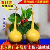 小油锤葫芦种子 文玩葫芦 葫芦籽 6粒原厂彩包装  北京好园丁种子