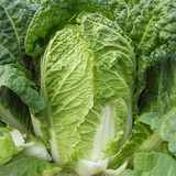 云南农家新鲜蔬菜 大白菜新鲜现摘一颗约2斤绿色有机蔬菜非大棚菜