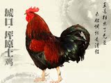 正宗重庆城口土鸡 农家散养鸡 孕妇月子滋补走地鸡柴鸡老母鸡diy