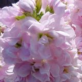 粉色 紫罗兰种子 草桂花香瓜对 阳台盆栽香气浓郁 花期长花序也长