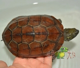 纯种安徽大头草龟禄活体乌龟金线龟宠物龟镇宅龟金钱龟鳄龟7厘米