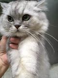 宠物猫活体金吉拉成猫 包健康