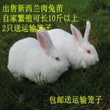肉兔活体兔兔子成长系肉兔长大兔新西兰宠物小白兔兔苗包邮包活