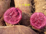 新鲜紫心薯 番薯生紫薯越南紫薯地瓜 农家自种有机包邮