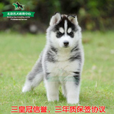 赛级血统的纯种狗狗，哈士奇幼犬出售,西伯利亚雪橇犬宠物狗包邮