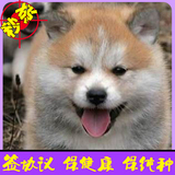 日本纯种秋田忠诚犬家养护卫犬活体幼犬出售同城可送货上门选购11