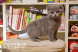 cfa英国短毛猫  英短蓝猫 纯种猫 宠物猫活体 幼猫出售 家庭