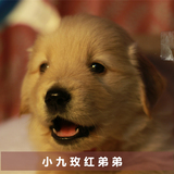 【平安之家-Level A 小九弟弟】冠军直系 赛级双血统金毛幼犬小狗