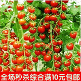 特价促销家庭盆栽圣女果樱桃番茄种子 红玉女 西红柿蔬菜种子2粒