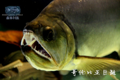 【森林饲族】进口野生 哥伦比亚巨暴鱼 凶猛 大龅牙 热带观赏鱼