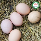 土鸡蛋农家散养新鲜月子当天苏北土鸡蛋纯天然草鸡蛋柴鸡蛋笨鸡蛋