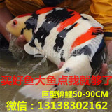 进口纯种日本锦鲤红白大正昭和白写丹顶秋翠观赏鱼活体包活观赏鱼
