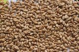 新鲜小麦种子 小麦粒可用作禽类饲料 鱼饵 做窝等 1kg