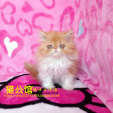红白双色加菲猫异国短毛（长毛）猫纯种宠物MM活体——（已 定）