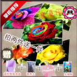 【天天特价】买二送一七色玫瑰花种子室内阳台盆栽 盆+土+化肥