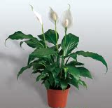 室内盆栽绿植白掌 净化空气 水培花卉 一帆风顺 净化空气