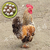 元宝鸡种蛋、观赏鸡、矮脚鸡、元宝鸡种蛋。金芦花受精种蛋