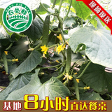 上海新鲜有机蔬菜黄瓜现摘现送可当水果生吃可配送自然农家自种