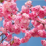 【福岛樱花】樱花树苗庭院植物花卉绿植盆栽地栽日本樱花包成活