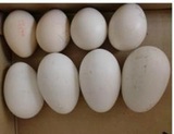 受精孔雀蛋 营养孔雀蛋 蓝孔雀 孔雀种蛋 驯养孔雀蛋 食用孔雀蛋