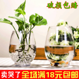 绿萝水培花瓶 恐龙蛋花瓶透明玻璃花瓶绿箩水培植物玻璃瓶大号加