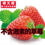 新鲜奶油草莓水果顺丰包邮500g*2 农家当季新鲜草莓同城
