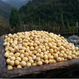 非转基因的土黄豆丑黄豆，市场上买不到稀有的农家有机发芽小黄豆