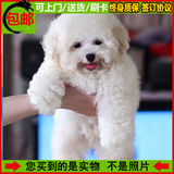 韩国血统 纯种泰迪犬 幼犬出售 白色宠物狗贵宾 家养超小精品赛级