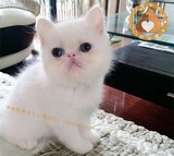 异国短毛猫 cfa 加菲猫 异短 纯白色 纯种家养活体 宠物-新家温州